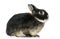 Side view of a Dwarf rabbit, 1 year old, isolated