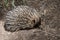 this is a side view of a echidna looking for ants