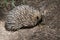 this is a side view of a echidna looking for ants