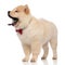 Side view of elegant chow chow standing and yawning