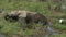 Side view of an elephant calf feeding in a marsh at amboseli