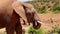 Side view of elephant head. Using flexible trunk for picking from ground and feeding into mouth. Safari park, South