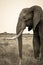 Side view of elephant in sepia