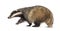 Side view of a European badger walking away, isolated