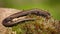 Side view of European copper skink, ablepharus kitaibelii, walking