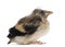 Side view of an European Goldfinch chick, Carduelis carduelis