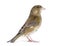 Side view of a European greenfinch, Chloris chloris, isolated