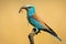 Side view of european roller sitting on a perch holding lizard in the beak