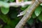 Side view of face of a green anolis extremus or Barbados anole lizard