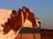 Side view of face and shoulders of a rust and white colored Holstein cow at golden hour