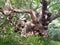 side view of famous old knobbley old oak tree in forest in mistley