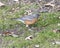 Side view of a female American robin standing in grass in Dallas, Texas