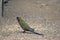 This is a side view of a female crimson rosella