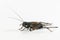 Side view of female Fall Field Cricket on a white background