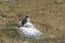 Side view of a Female Plumbeous water redstart perched on a rock