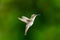 A side view of a female Ruby Topaz hummingbird