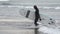 Side view of female surfer in black sports wetsuit with surfboard in hand goes knee deep in water of breaking waves
