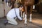 Side view of female vet examining horse