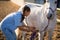 Side view of female veterinarian checking horse