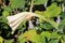 Side view of Field bindweed or Convolvulus arvensis herbaceous perennial plant with partially open white flower starting to bloom