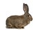 Side view of a Flemish Giant rabbit