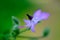 Side view of a flower of borage