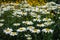 Side view of flowers of Leucanthemum vulgare in June