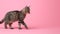 Side view of fluffy cat walking on pastel solid color background copy space for text placement