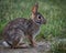 Side view of a fluffy Nuttall's cottontail resting on the ground