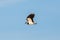 Side view flying lapwing bird vanellus vanellus, blue sky, spr