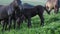 Side view foal and horses in a high mountain pasture. The concept of pets in the wild