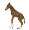 Side view of a foal standing up and balancing