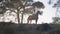 Side view of freedom-loving stallion with equestrian on back beating hoof standing on hill at sunset. Graceful purebred