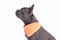 Side view of French Bulldog dog with long healthy nose wearing neckerchief