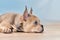 Side view of French Bulldog dog puppy with healthy long nose