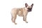 Side view , french bulldog (frenchie)