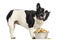 Side view of a French Bulldog with full bowl, looking up