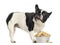 Side view of a French Bulldog with full bowl, looking up