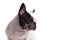 Side view of a french bulldog`s head
