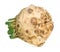 side view of fresh organic celeriac (celery root