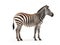 side view full body of african zebra standing isolated white background use for animals in safari theme
