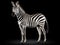 side view full body of african zebra standing isolated white background use for animals in safari theme