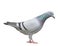 Side view full body of gray color sport racing pigeon bird stand