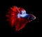 side view full body of red fin siamese betta fish on black background