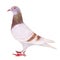 Side view full body of red mealy homing pigeon feather isolated white background