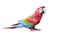 Side view full body of scarlet ,red macaw bird isolated white ba