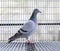 Side view full body of speed racing pigeon bird in home