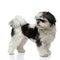 Side view of furry shih tzu looking back while standing