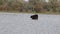 Side view of a Galloway cattle standing calmly in water of a lake, birds swimming and flying