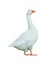 Side View Geese Isolated Photo